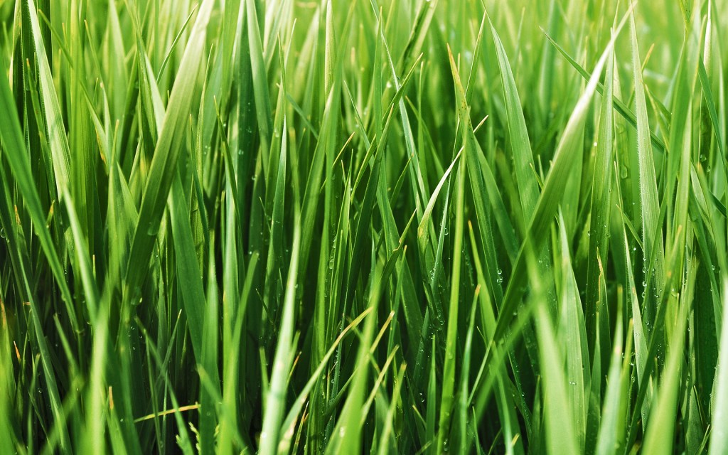 grass