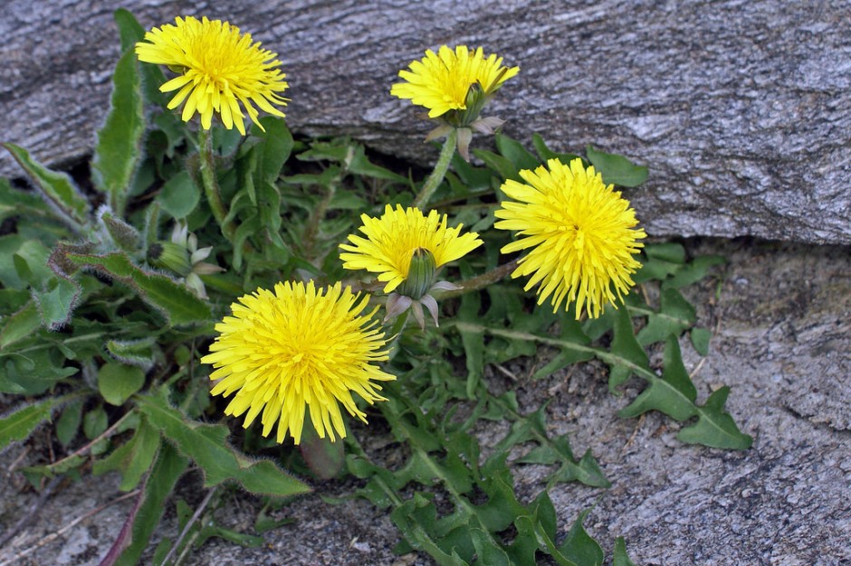 dandelions-940x626